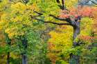 USA, Wisconsin, Chequamegon-Nicolet National Forest. Autumn-colored maple trees in forest. Art Print